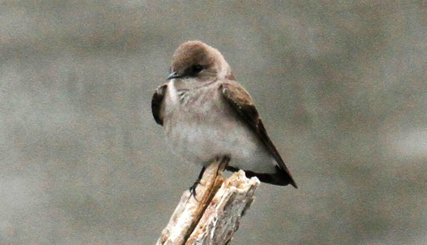 Northern Rough-winged Swallow - ML319255251