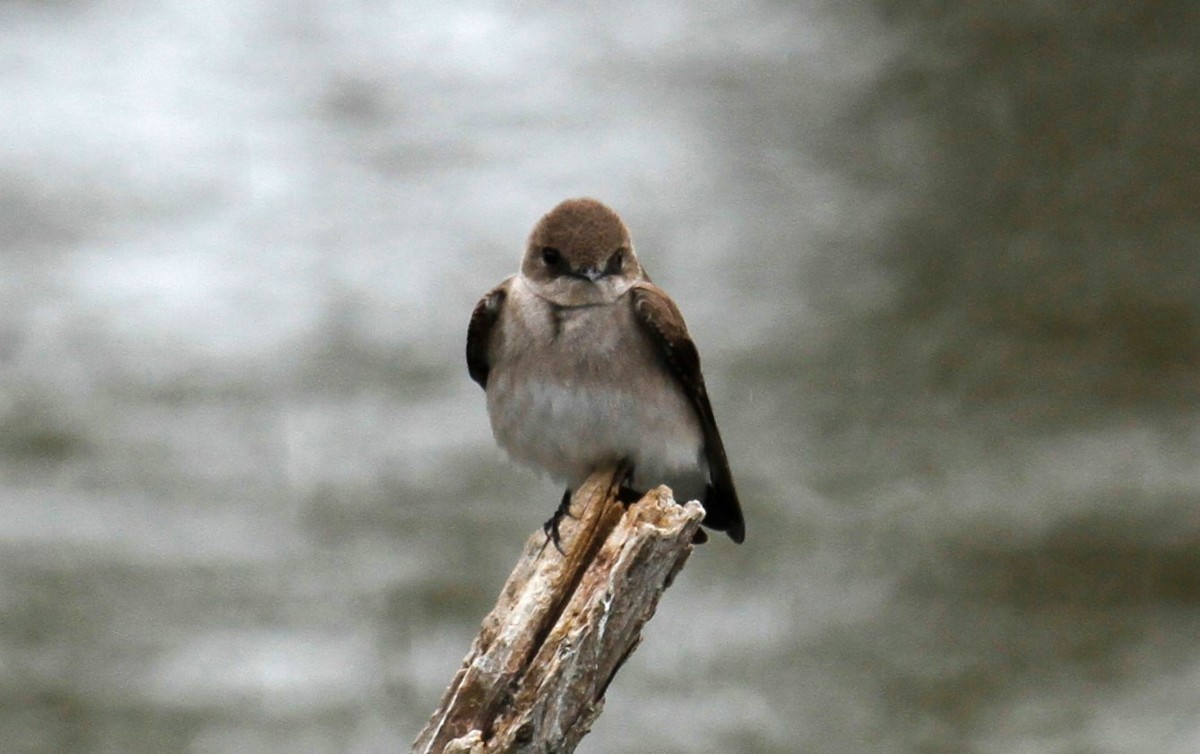 Northern Rough-winged Swallow - ML319255261