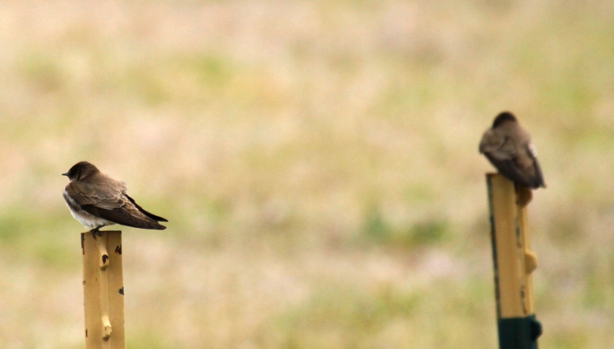 Northern Rough-winged Swallow - ML319255281