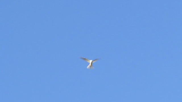 White-tailed Kite - ML319255491