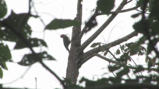 White-bellied Woodpecker - ML319257231