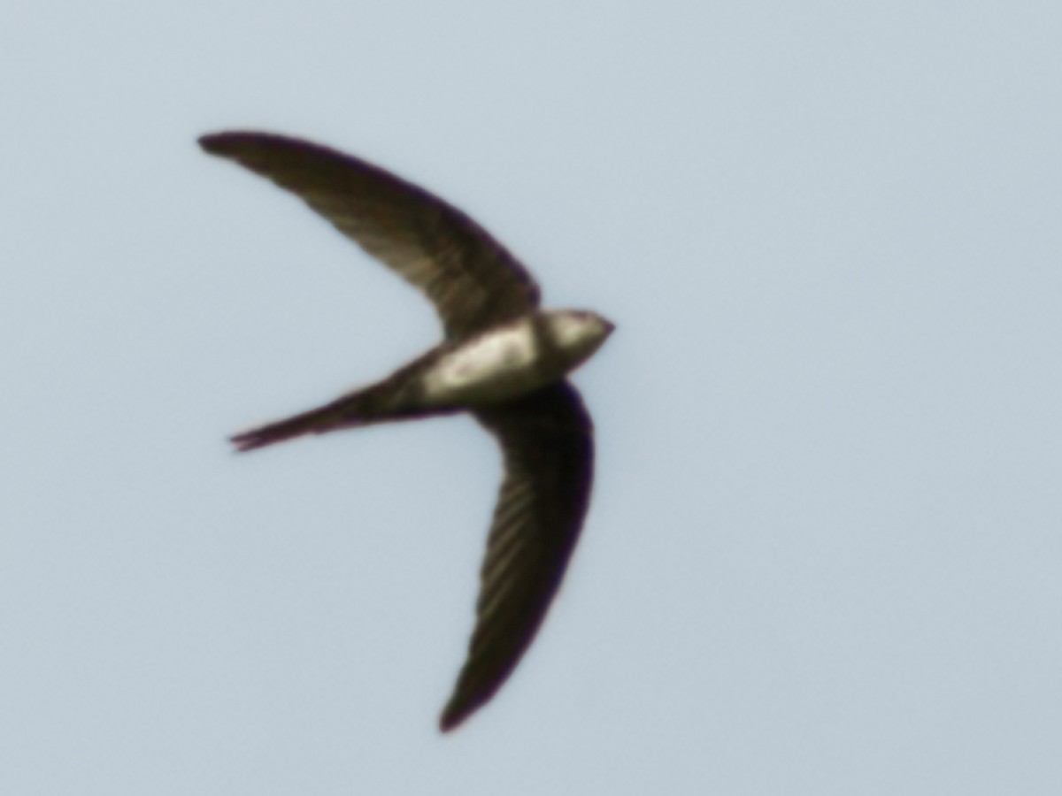 Pygmy Palm Swift - Tachornis furcata - Birds of the World