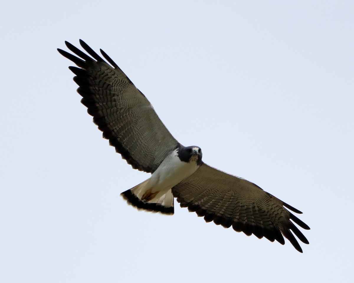 White-tailed Hawk - Ricardo Battistino