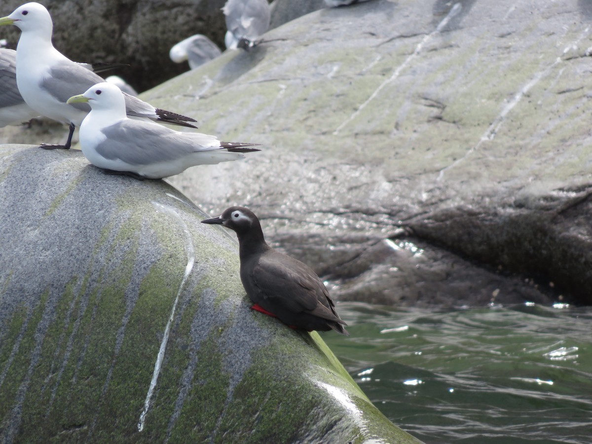 Spectacled Guillemot - Anonymous