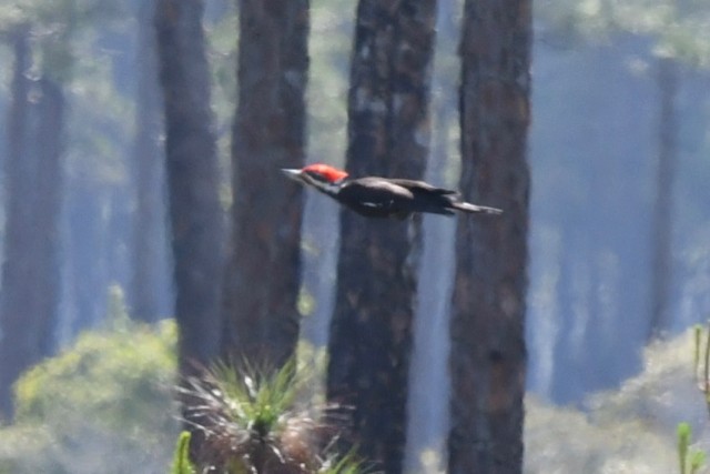 Pileated Woodpecker - ML319262161