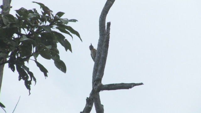 Sulu Pygmy Woodpecker - ML319264001