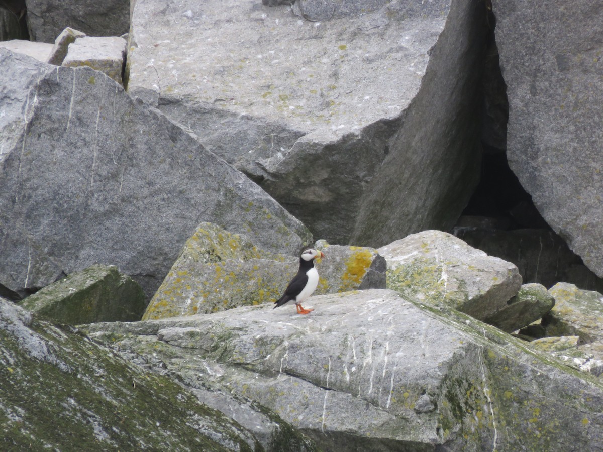Horned Puffin - ML31926431