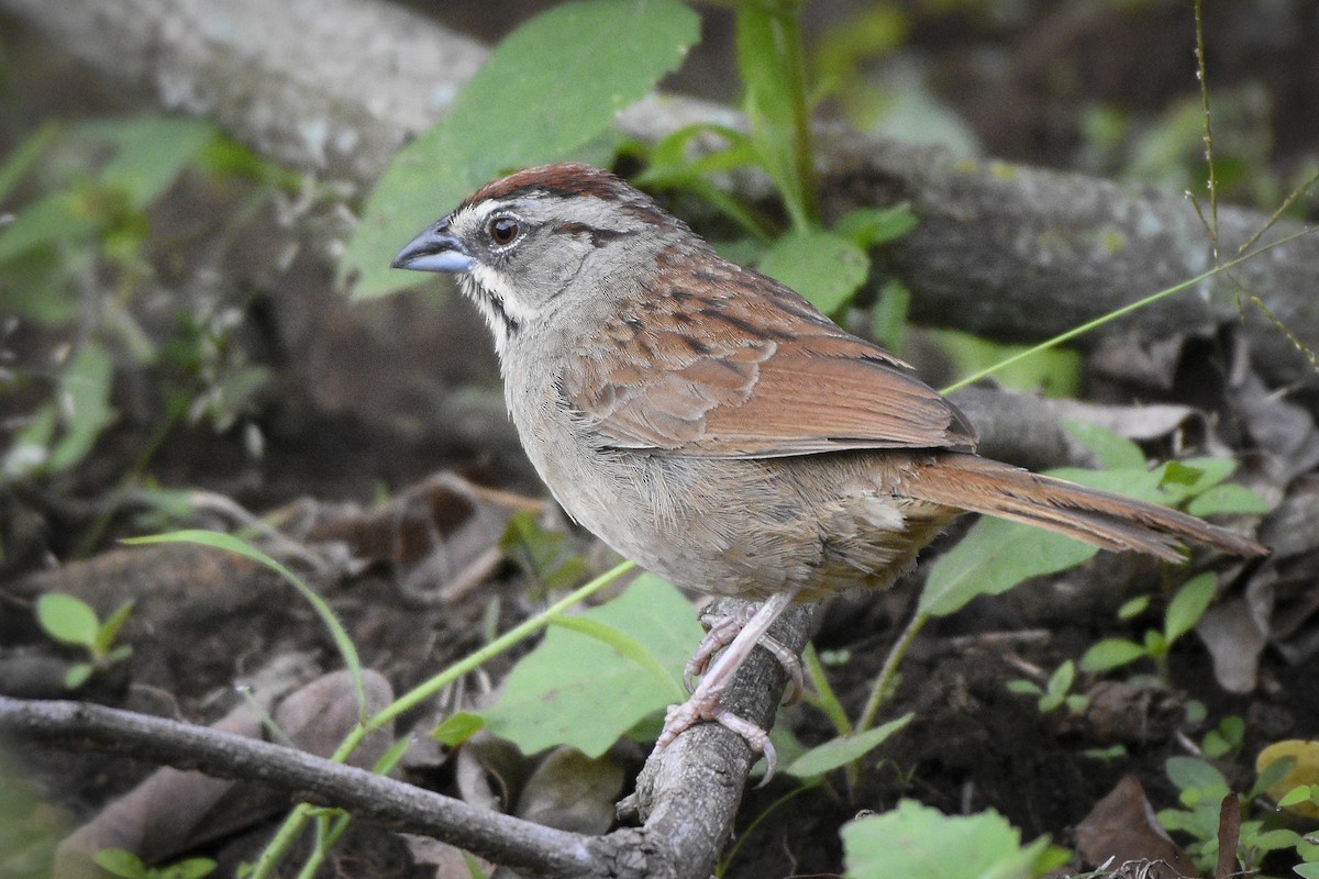 Rusty Sparrow - Carlos Echeverría