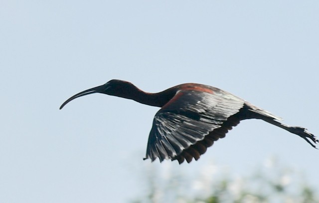 ibis hnědý - ML319264461