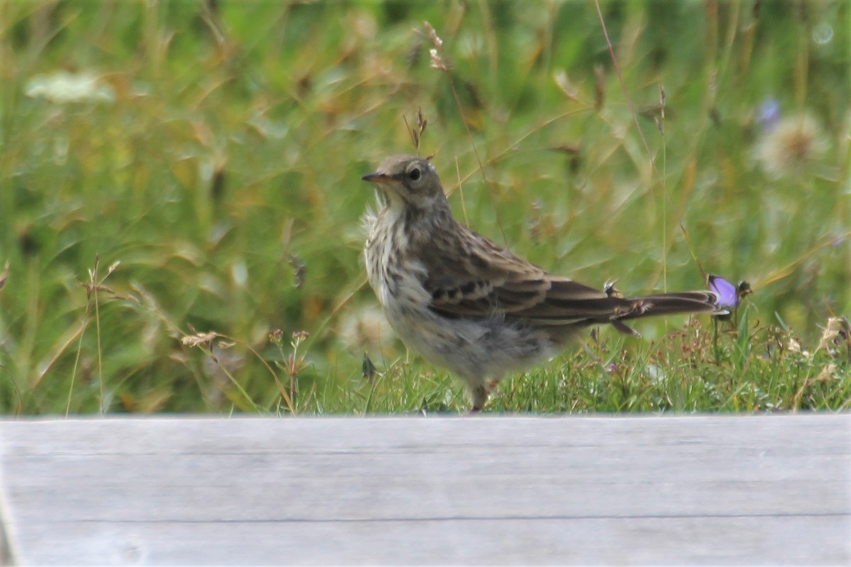 Water Pipit - ML319264571