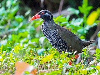 ヤンバルクイナ - eBird