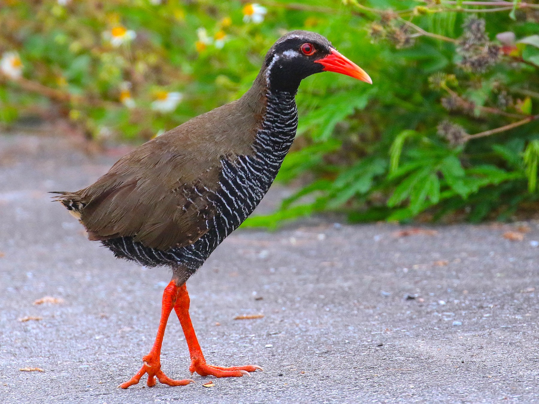 ヤンバルクイナ Ebird