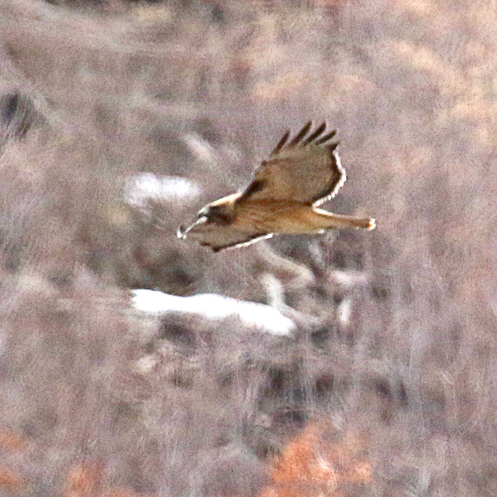 Red-tailed Hawk - ML319271601