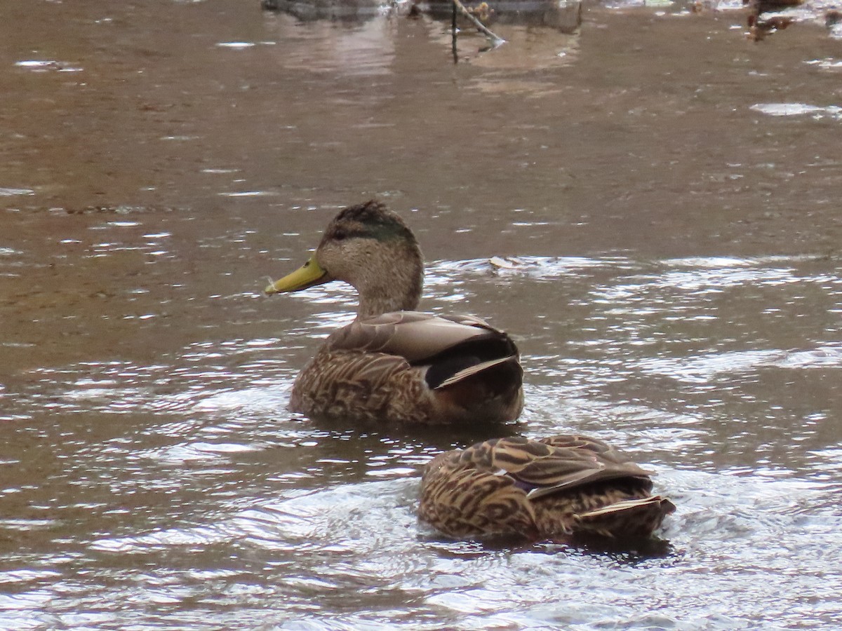 EBird Checklist - 16 Mar 2021 - Casa De San Pedro B&B--Visitors Welcome ...