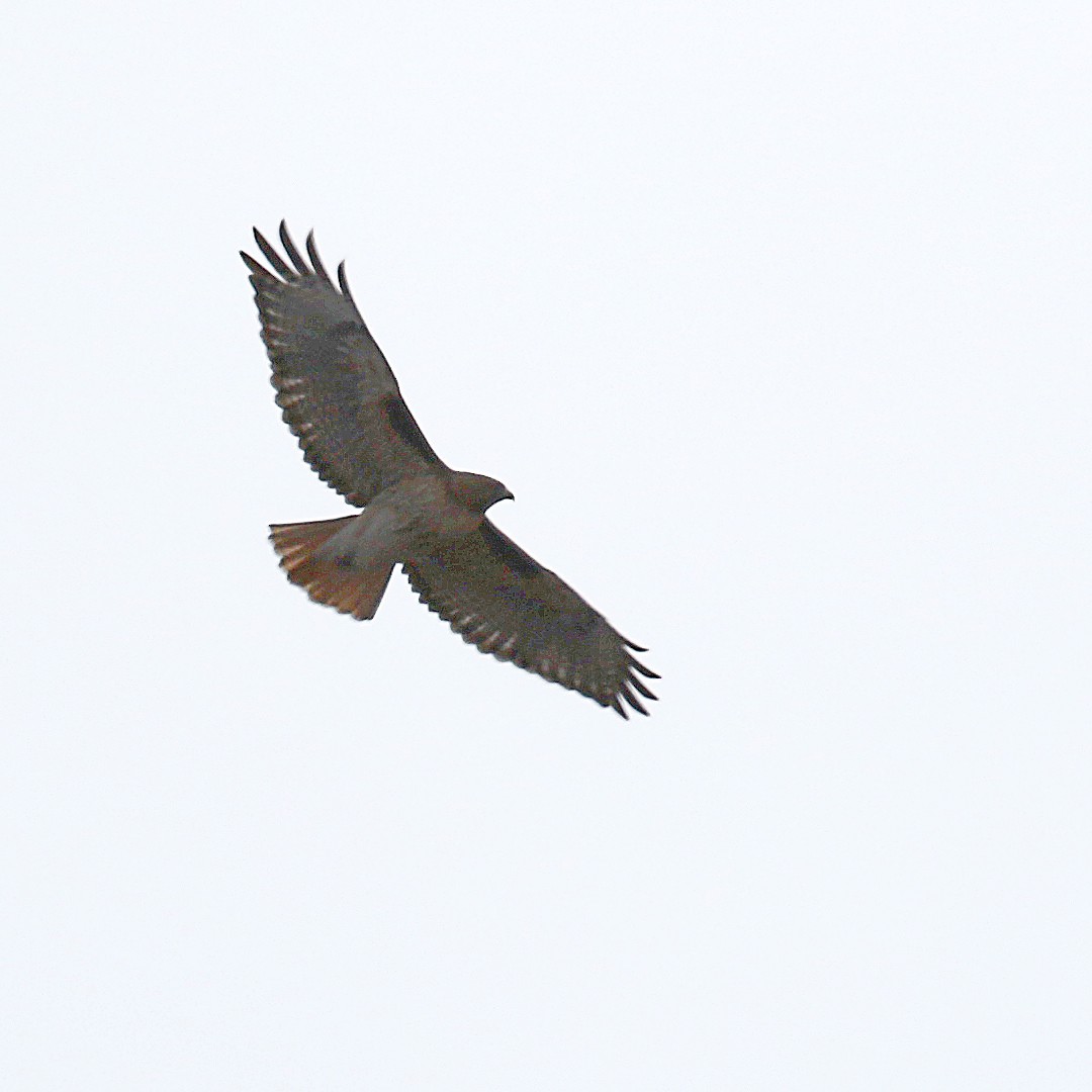Red-tailed Hawk - ML319271801