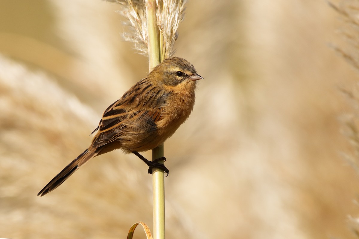 Long-tailed Reed Finch - Nahuel Melisa Aguirre Gago