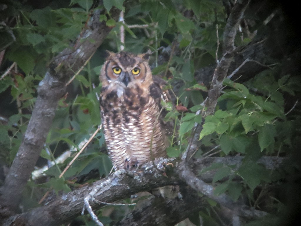 Great Horned Owl - Timothy Thompson