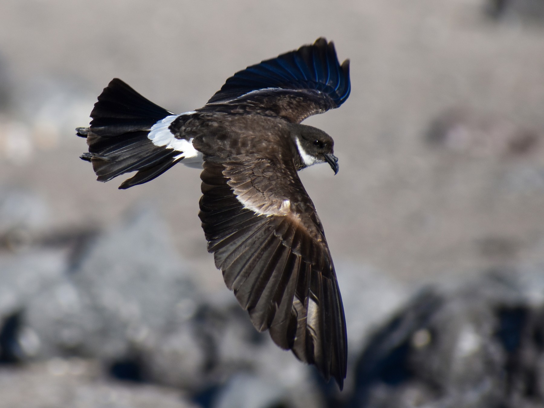 Polynesian Storm-Petrel - Diego Valverde - (REDAVES)