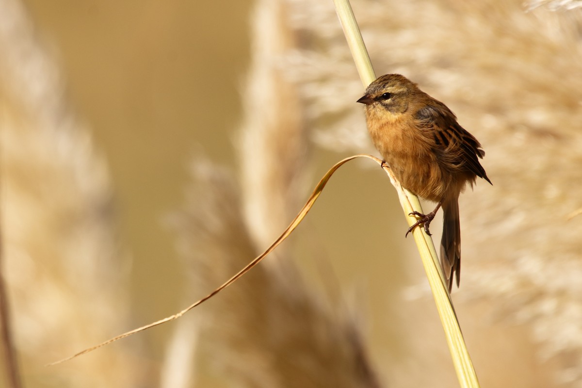 Long-tailed Reed Finch - ML319274611