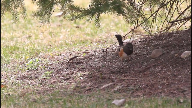 Spotted Towhee - ML319274781