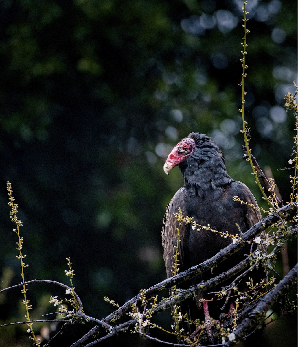 Turkey Vulture - ML319275751
