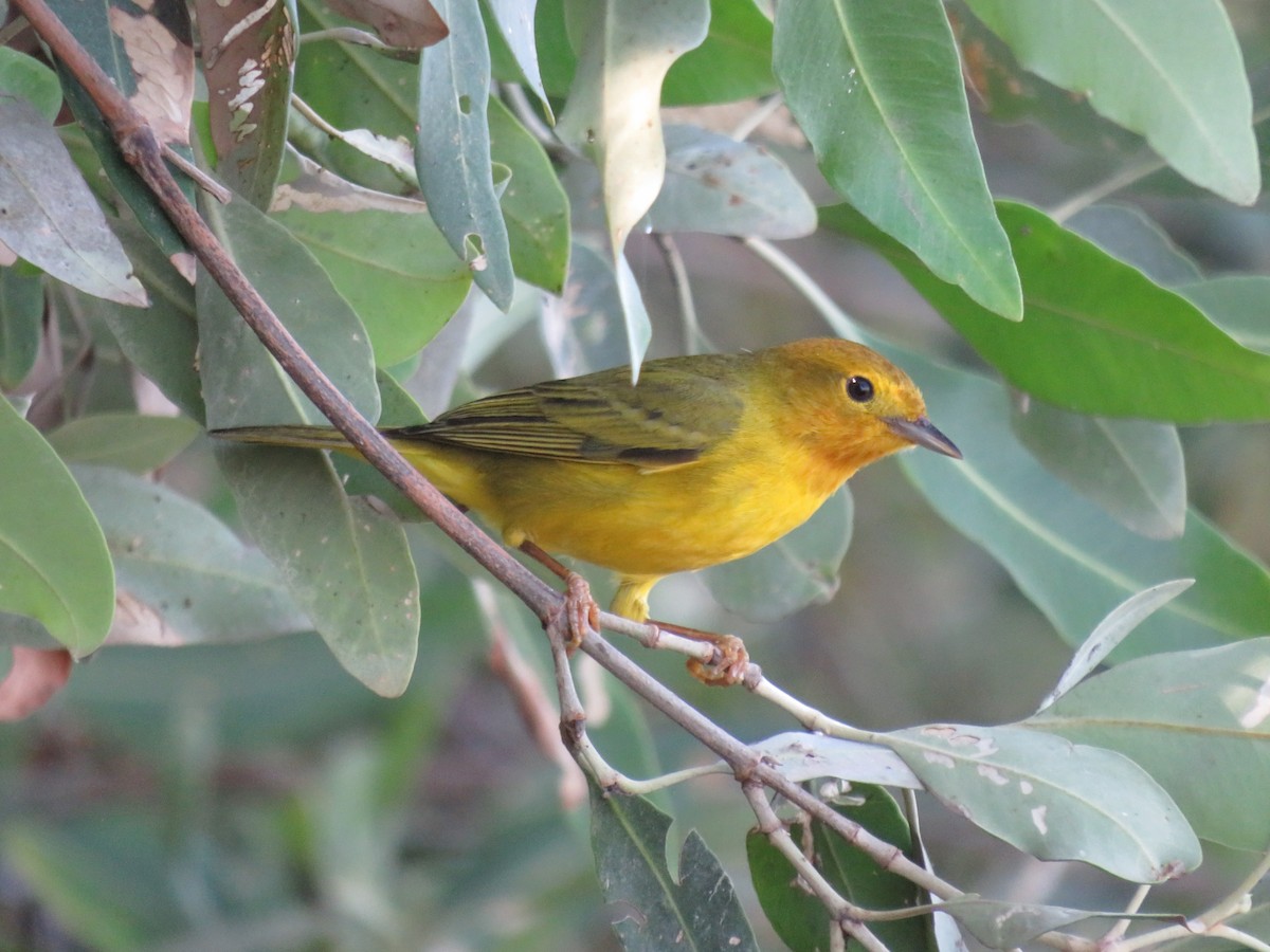 Yellow Warbler (Mangrove) - Melvin Bonilla