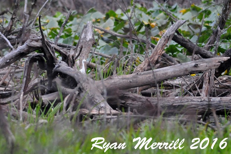 Snowy Egret - Ryan Merrill