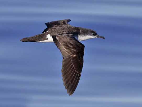 オガサワラミズナギドリ eBird