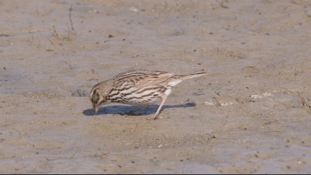 Savannah Sparrow (Belding's) - ML319287761