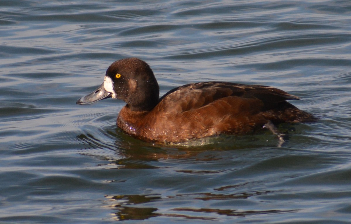 Greater Scaup - ML319288921