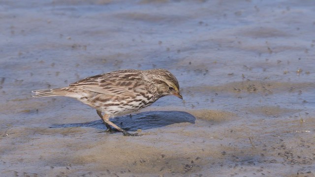 Savannah Sparrow (Belding's) - ML319289721