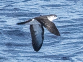 オガサワラヒメミズナギドリ - eBird