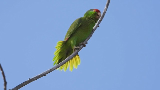 Red-crowned Parrot - ML319291931