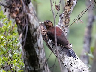 okinawaspett - eBird