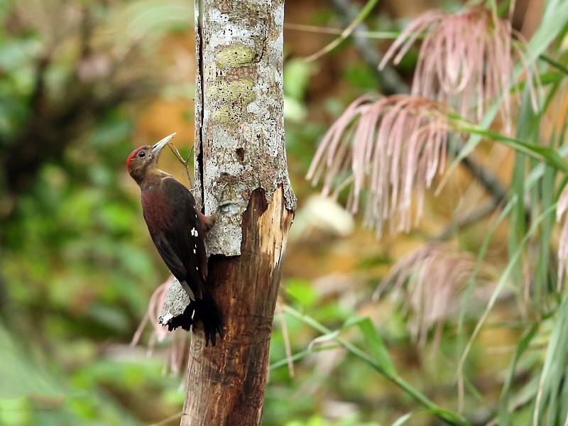 Okinawa Woodpecker - walter mancilla huaman