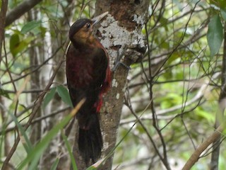 okinawaspett - eBird