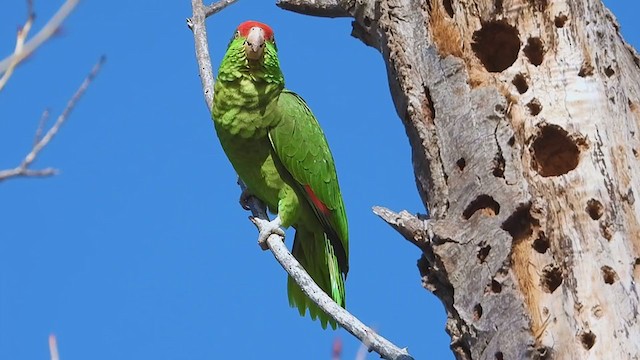 Red-crowned Parrot - ML319293241
