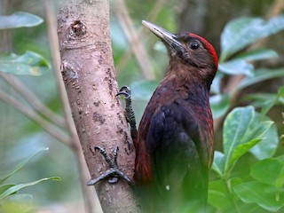 okinawaspett - eBird