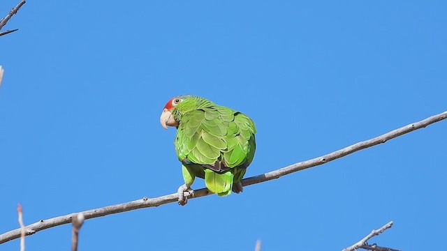 Red-crowned Parrot - ML319293861