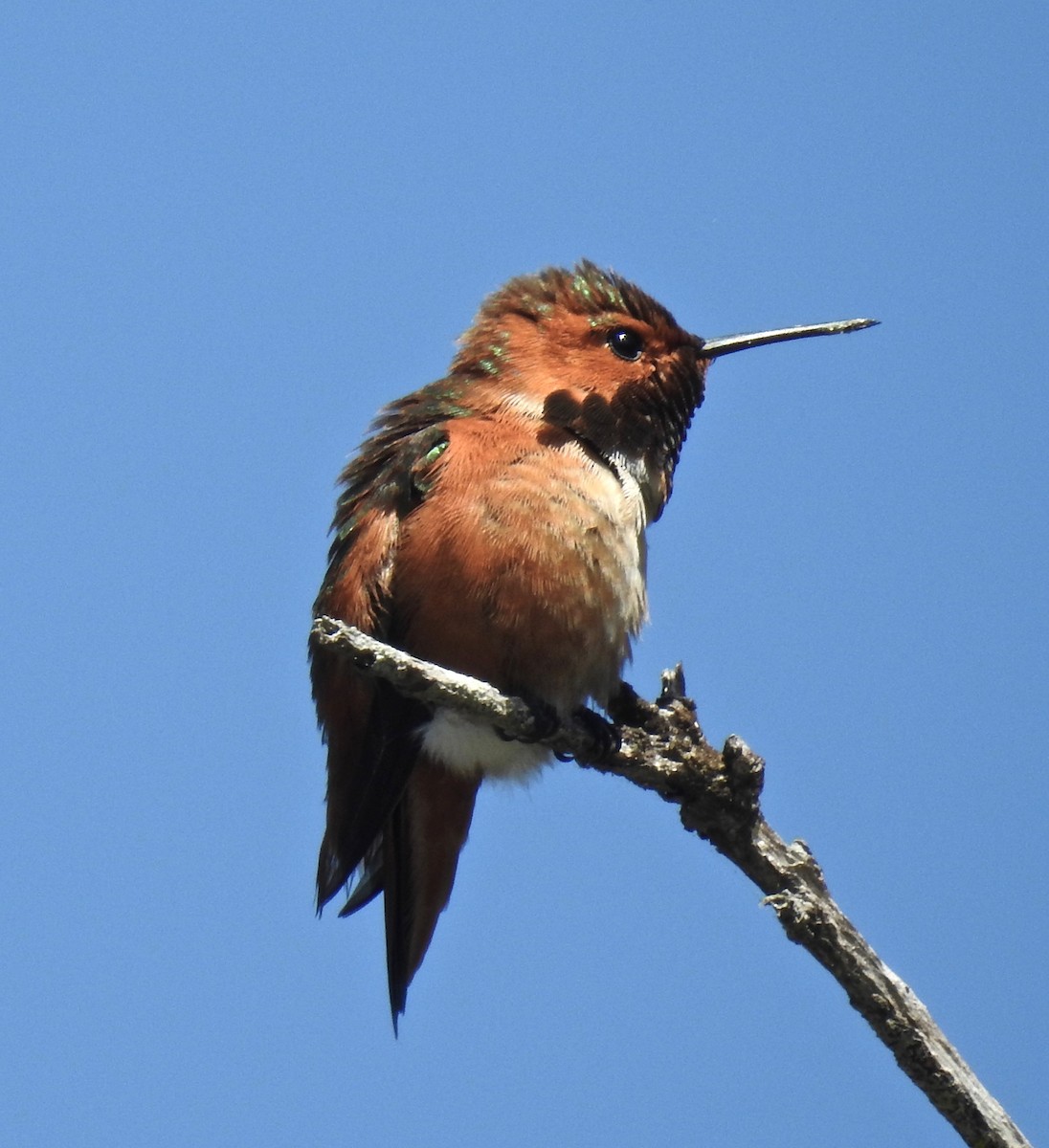 Allen's Hummingbird - ML319294961