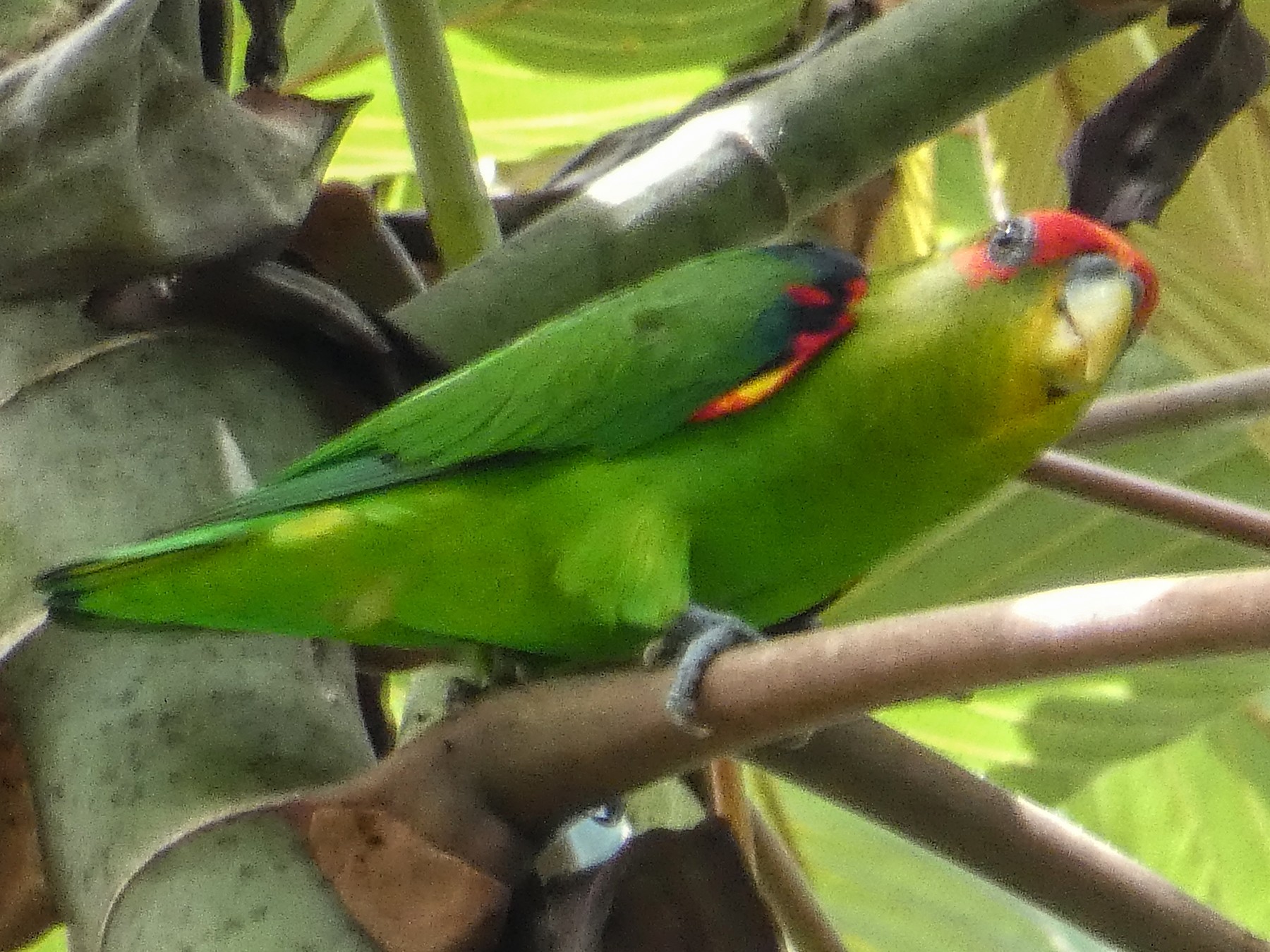 Red-fronted Parrotlet - Jefferson Chacon Retana