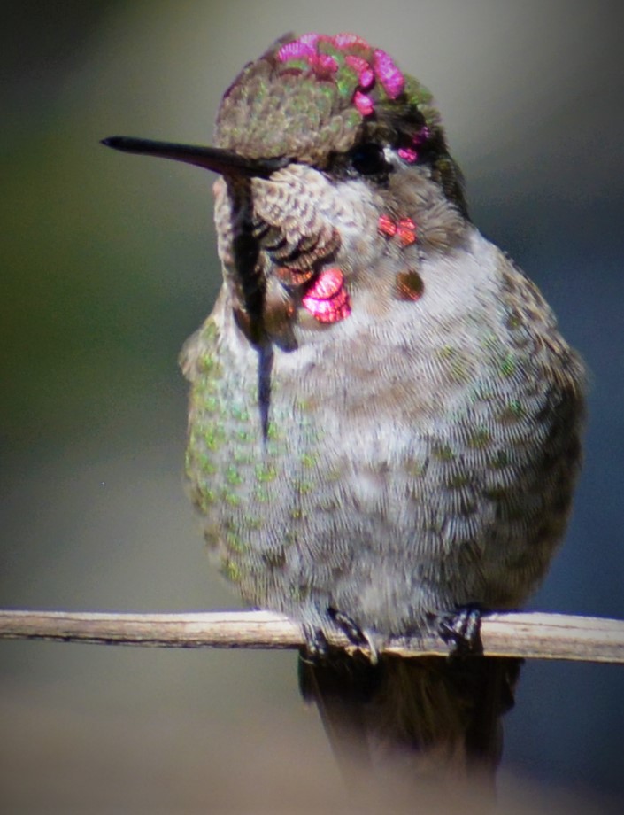 Anna's Hummingbird - ML319297381