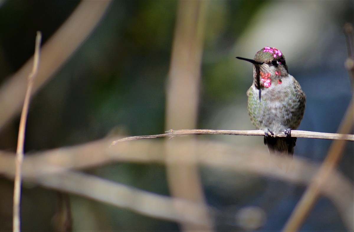 Anna's Hummingbird - ML319297601