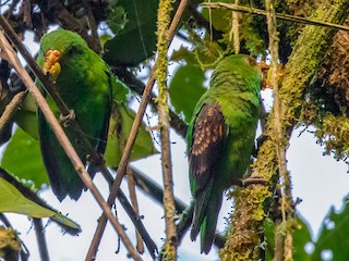 雄鳥和雌鳥 - Vayun Tiwari - ML319297681