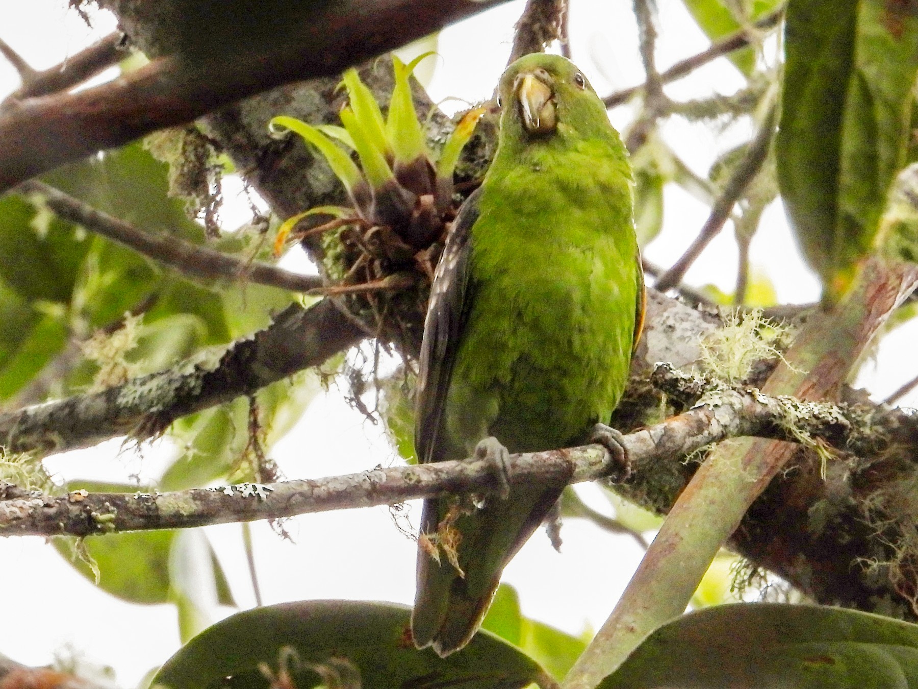 Spot-winged Parrotlet - Juan Vargas - Travel By Nature