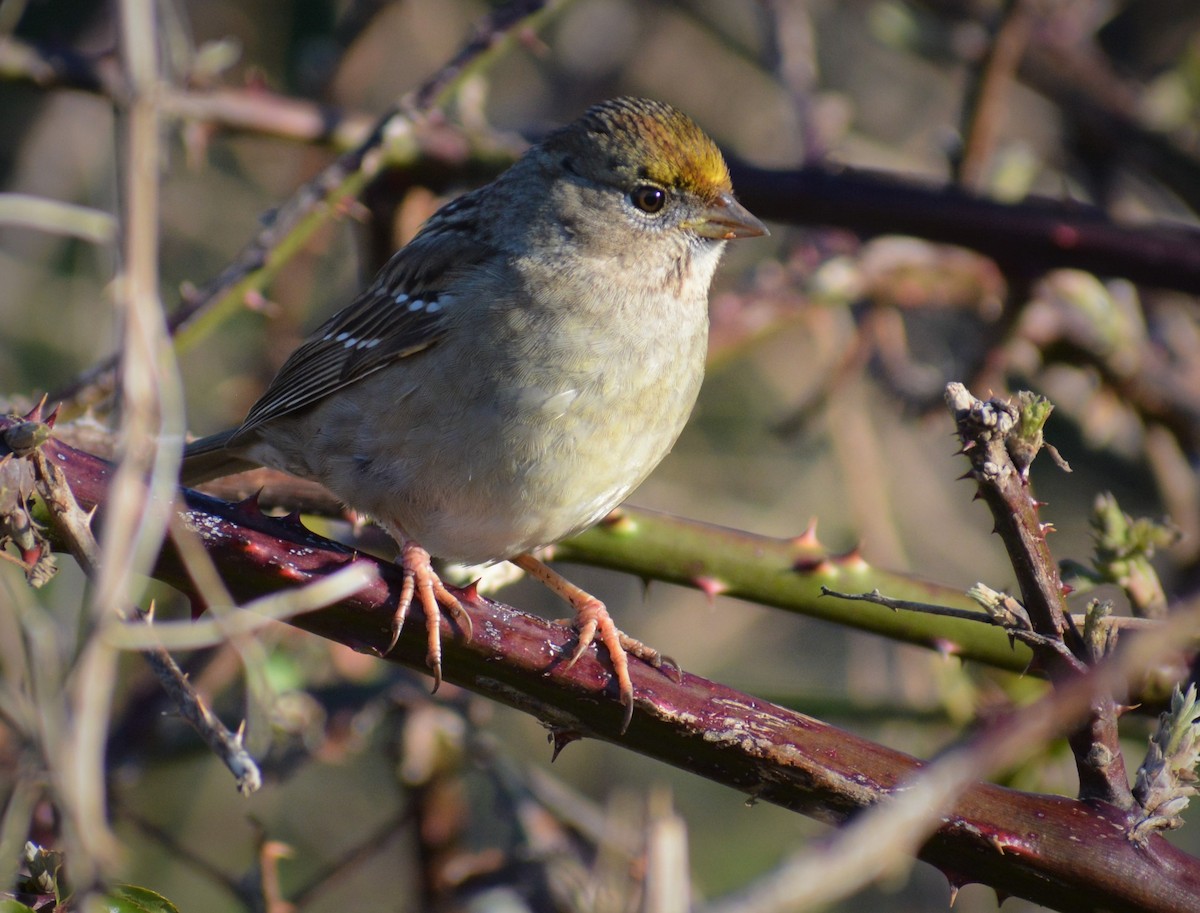 Golden-crowned Sparrow - ML319298391