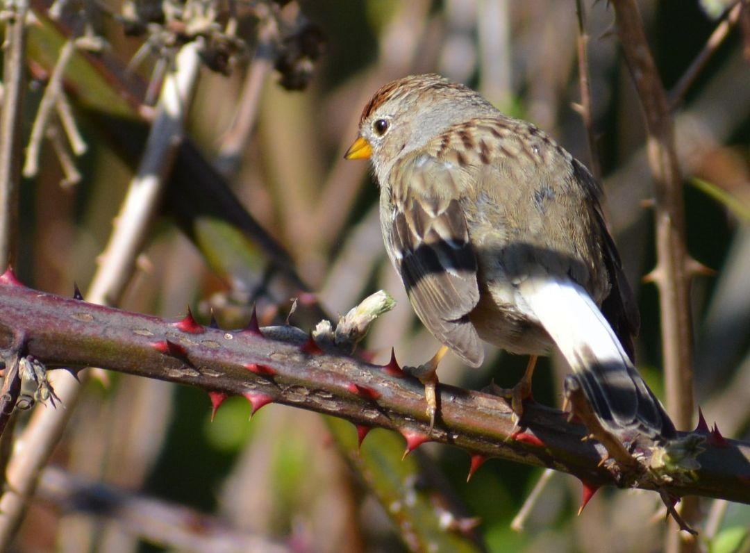 White-crowned Sparrow - Filip Panusz