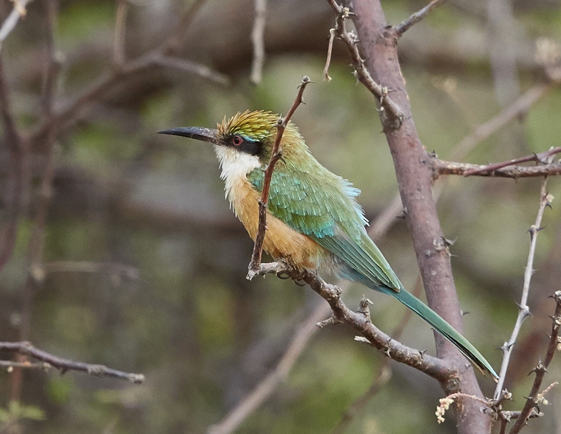 Somali Bee-eater - Brooke Miller