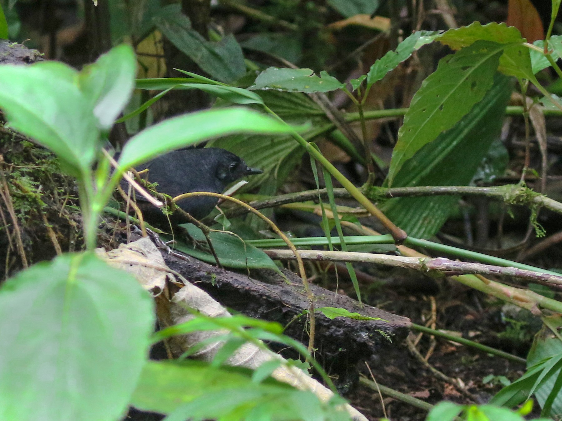 Stiles's Tapaculo - Daniel Branch
