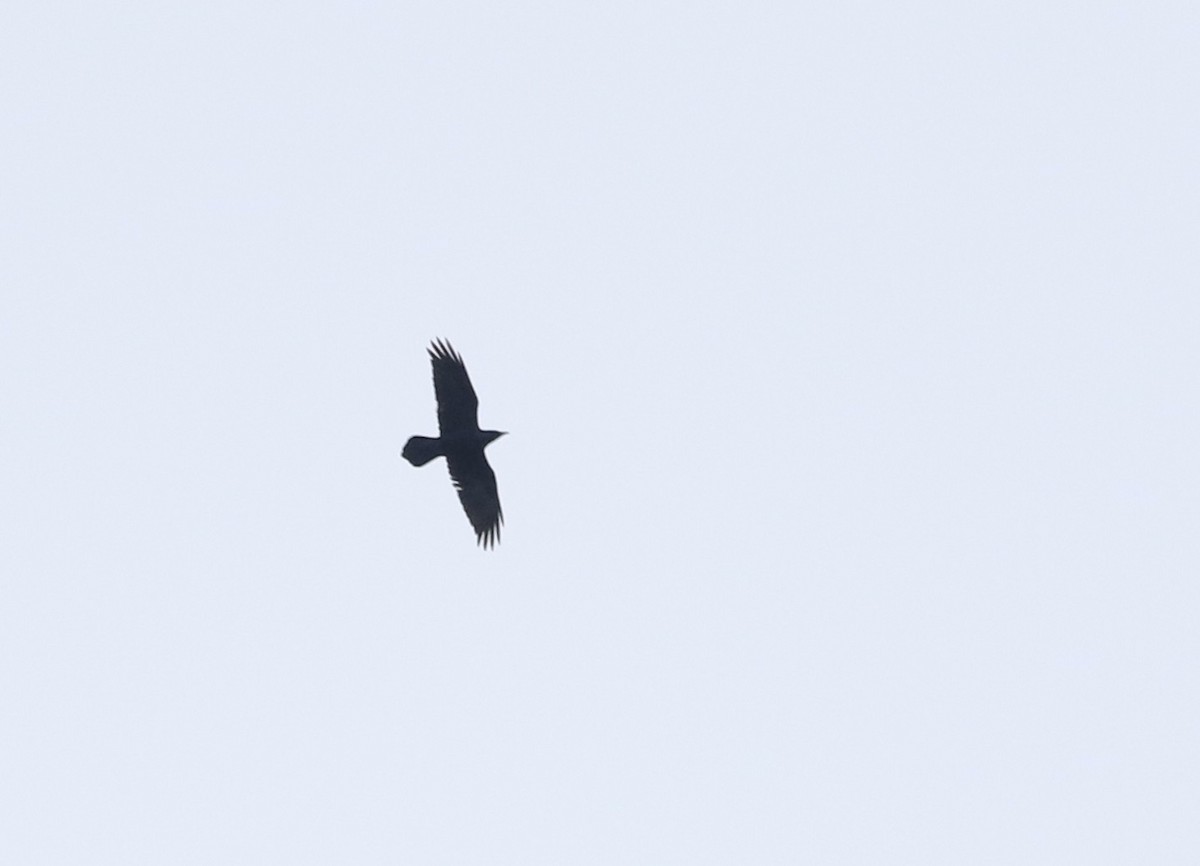 Common Raven - ML319301431